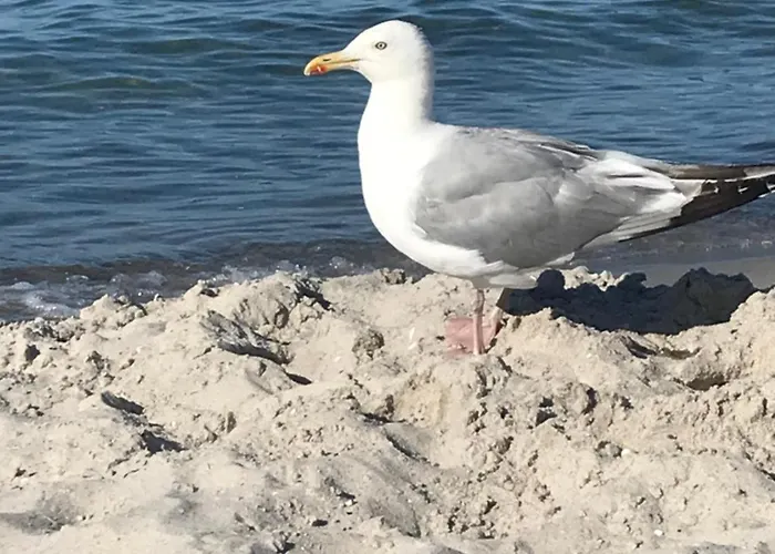 Sonnenwind 公寓 普雷罗